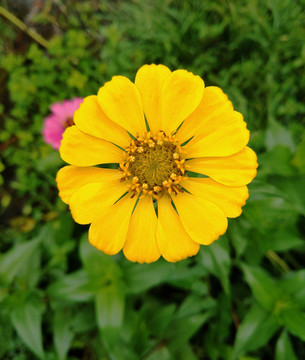 向陽花