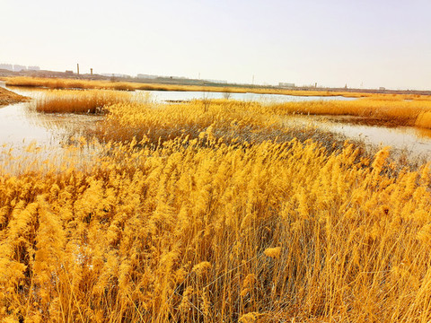 滹沱河濕地