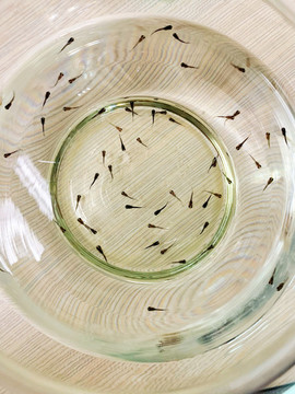 熱帶觀賞魚魚苗