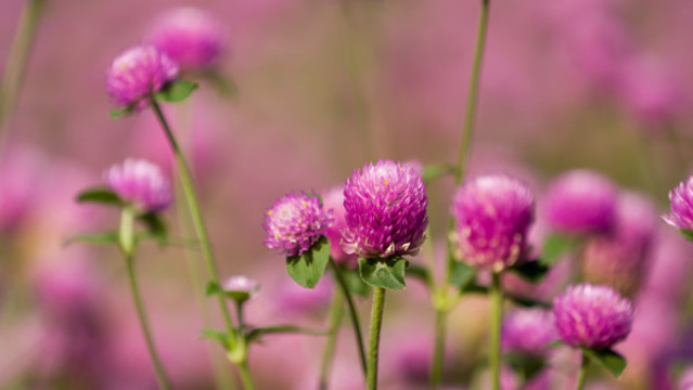 花卉
