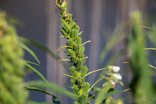 芝麻果實
