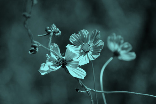 格桑花