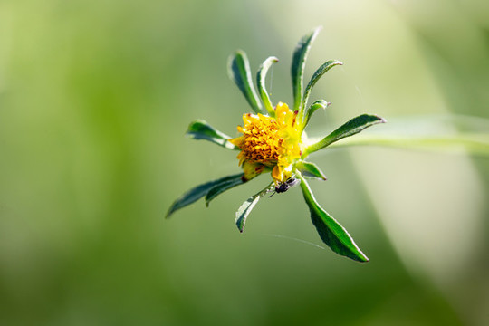 鬼針草