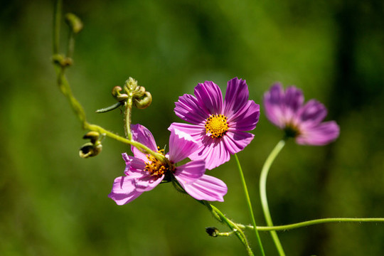 格桑花
