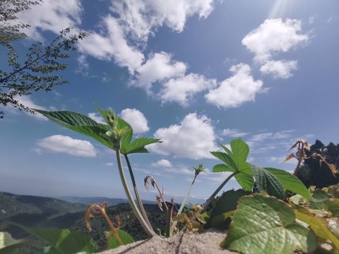 藍(lán)天白云