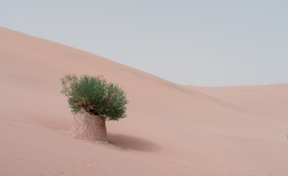 沙漠中一棵孤獨(dú)的樹