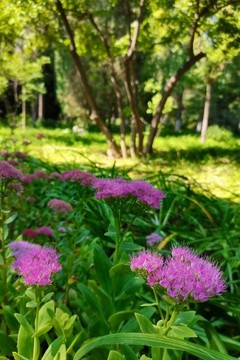 八寶景天