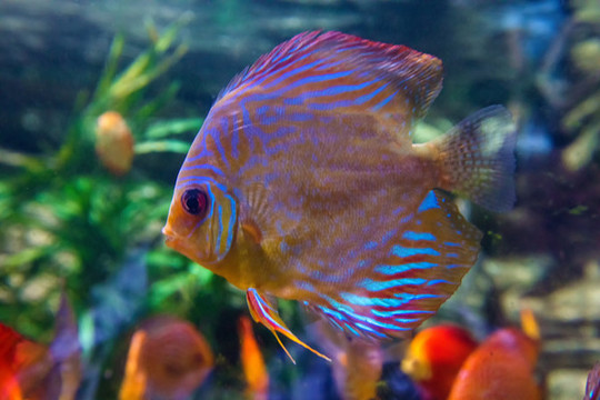 北京動(dòng)物園海底世界