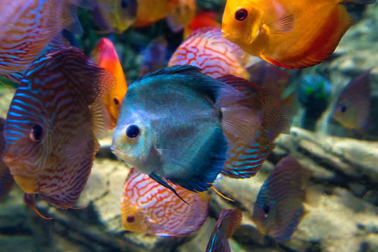 北京動(dòng)物園海底世界