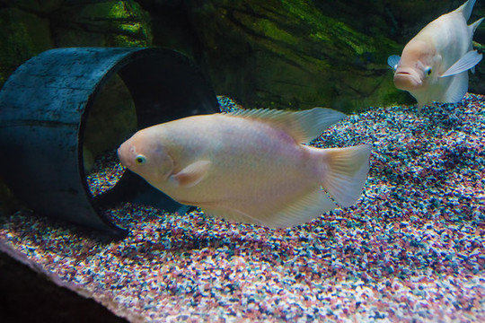 北京動(dòng)物園海底世界