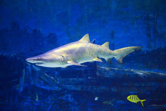 北京動(dòng)物園海底世界