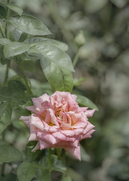 玫瑰花