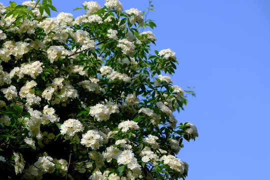 薔薇木香花