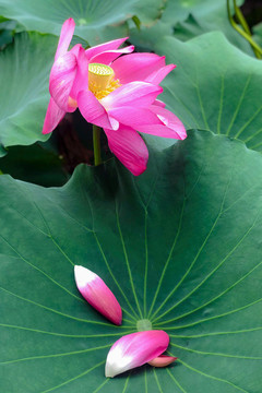 蓮花