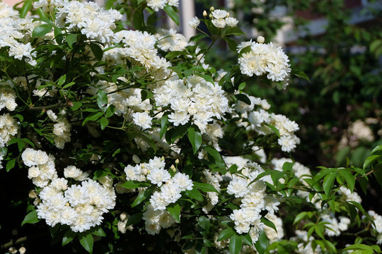 薔薇木香花