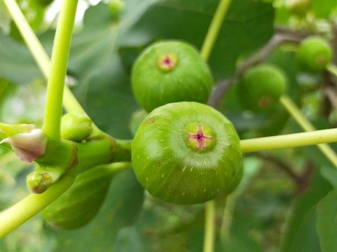 無花果
