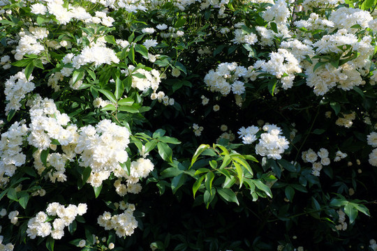 薔薇木香花