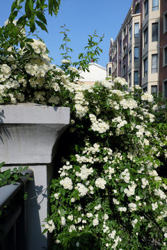 薔薇木香花