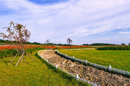 中國(guó)長(zhǎng)春蓮花山花海景觀