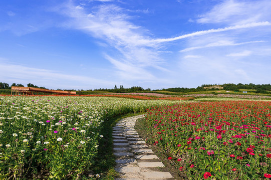 中國長春蓮花山花海景觀