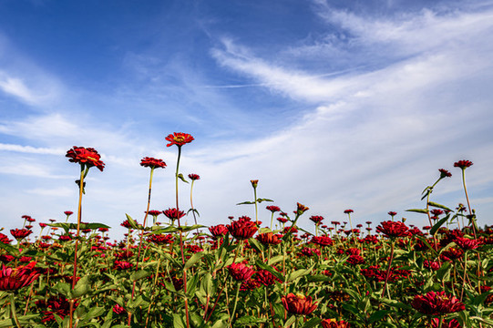中國長春蓮花山花海景觀
