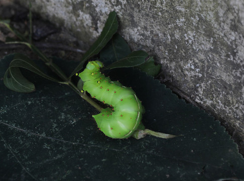 豆蟲