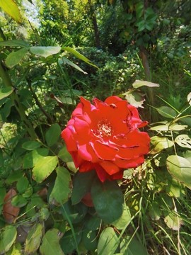 月季花攝影圖