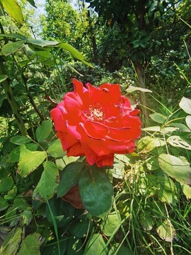 月季花攝影圖