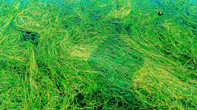 水草
