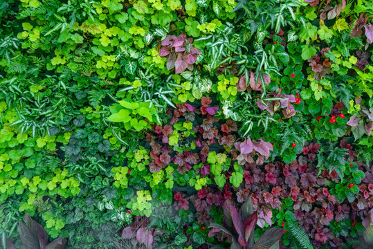 綠色植物墻