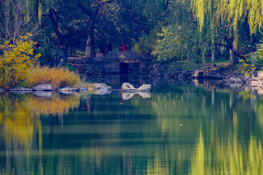 北京大學(xué)未名湖翻尾石魚