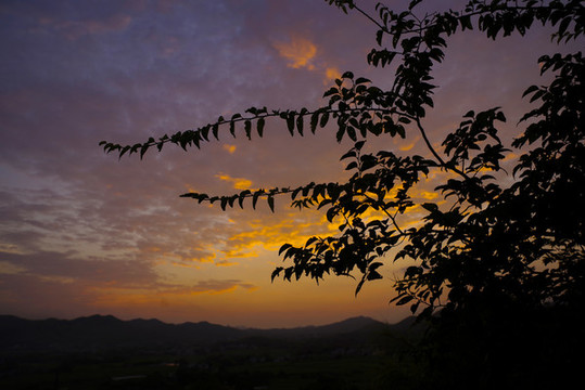 晚霞樹(shù)影