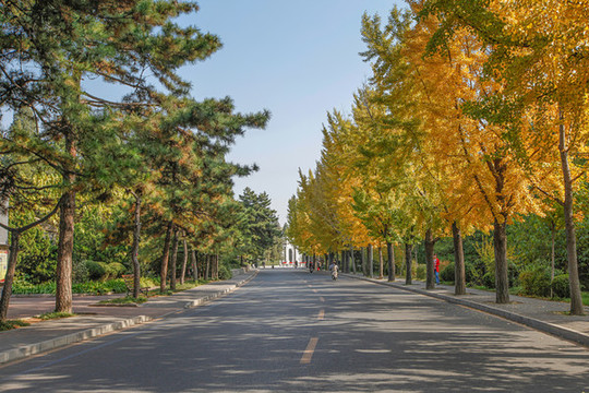 清華大學(xué)銀杏大道