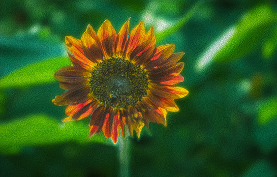紅色向日葵