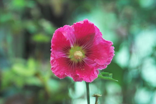 蜀葵
