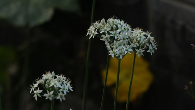 韭菜花