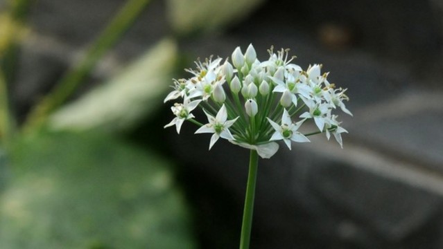 韭菜花