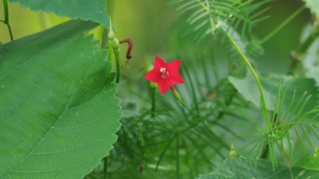 蔦蘿松
