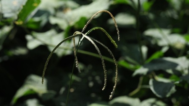 牛筋草