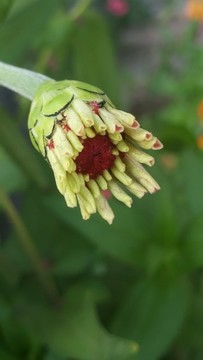 花蕾