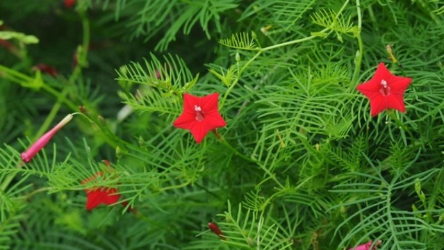 蔦蘿松