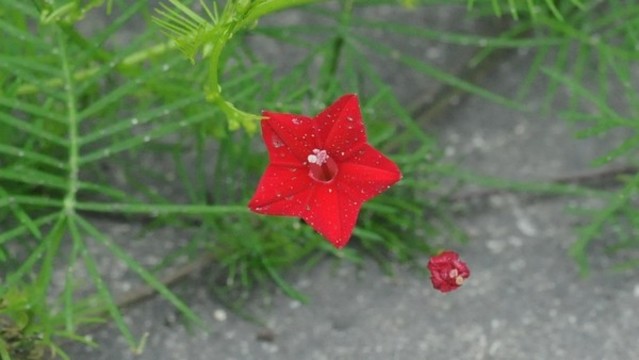 蔦蘿松