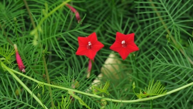 蔦蘿松