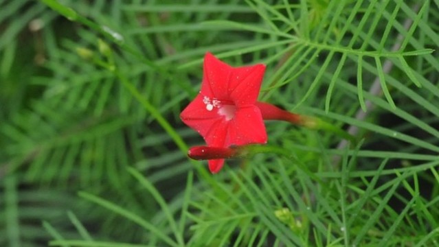 蔦蘿松