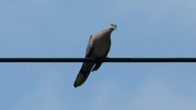 斑鳩