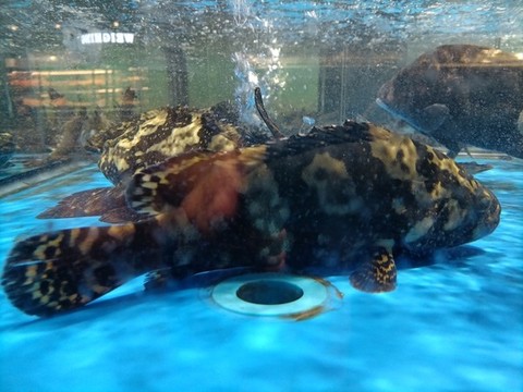 石斑魚