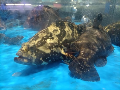 石斑魚