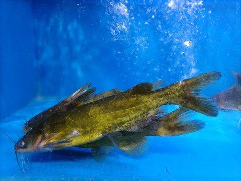 黃鴨叫