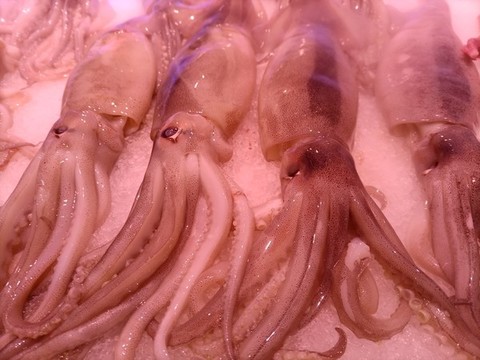 生鮮魷魚