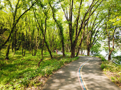 森林路
